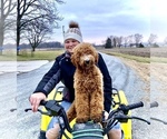 Small Photo #1 Goldendoodle Puppy For Sale in KOKOMO, IN, USA