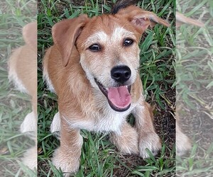 Maltipoo-Morkie Mix Dog for Adoption in WEST PALM BEACH, Florida USA