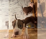 Small Photo #12 American Staffordshire Terrier Puppy For Sale in WALDORF, MD, USA