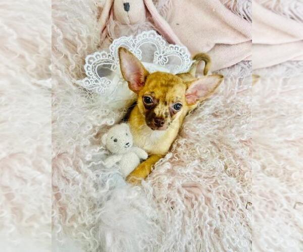 Medium Photo #16 Chihuahua Puppy For Sale in PEMBROKE PINES, FL, USA