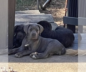 Cane Corso Puppy for sale in DOUGLASVILLE, GA, USA