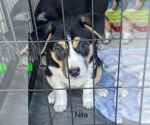 Medium Photo #2 Alaskan Malamute-Unknown Mix Puppy For Sale in Oak Bluffs, MA, USA