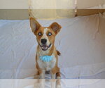 Small #1 Siberian Husky Mix