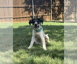 Small #2 Great Pyrenees Mix