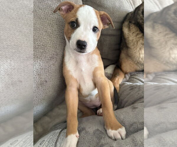 Medium Photo #12 Australian Shepherd-Unknown Mix Puppy For Sale in OKLAHOMA CITY, OK, USA