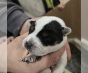 Australian Cattle Dog Puppy for sale in PUYALLUP, WA, USA