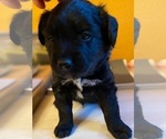 Small Photo #3 Australian Retriever Puppy For Sale in GOLDEN VALLEY, AZ, USA
