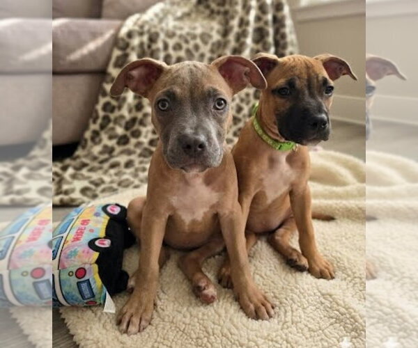 Medium Photo #1 American Staffordshire Terrier-Unknown Mix Puppy For Sale in Lakewood, CO, USA