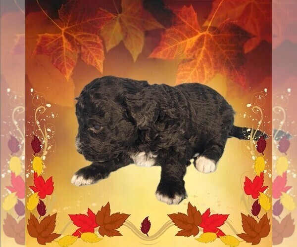 Medium Photo #5 Bernedoodle (Miniature) Puppy For Sale in PEYTON, CO, USA