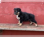 Puppy Puppy 2 Miniature Australian Shepherd