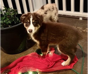 Australian Shepherd Puppy for Sale in MOSELLE, Mississippi USA