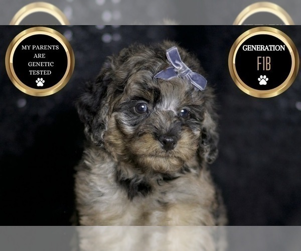 Medium Photo #91 Maltipoo Puppy For Sale in WARSAW, IN, USA