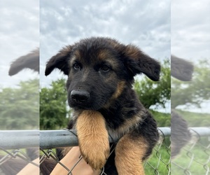 German Shepherd Dog Puppy for sale in LAWRENCE, MI, USA