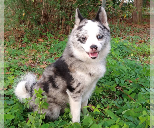 Medium Photo #1 Pomsky Puppy For Sale in ORANGE PARK, FL, USA