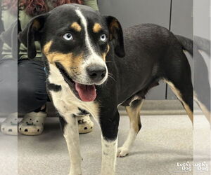 Australian Shepherd Dogs for adoption in Washington, DC, USA