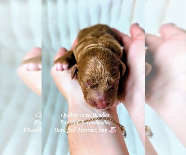 Medium Photo #1 Bernedoodle (Miniature) Puppy For Sale in ELKHART, IA, USA