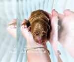 Small Bernedoodle (Miniature)