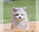 Small Photo #49 Pomeranian Puppy For Sale in WARSAW, IN, USA