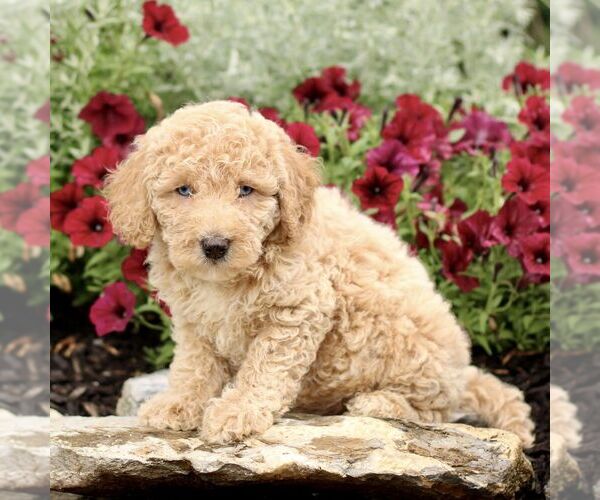 Medium Photo #3 Goldendoodle (Miniature) Puppy For Sale in LITITZ, PA, USA