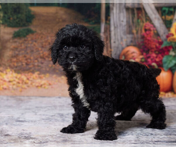 Medium Photo #5 Cavapoo (Miniature) Puppy For Sale in DUNDEE, OH, USA