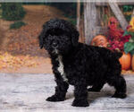 Lenny - Male Cavapoo (Miniature) Puppy for Sale - Photo #5