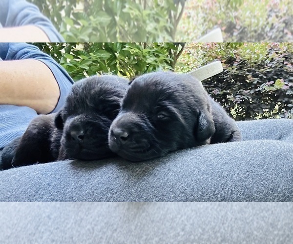 Medium Photo #9 Labrador Retriever Puppy For Sale in LOUISBURG, NC, USA