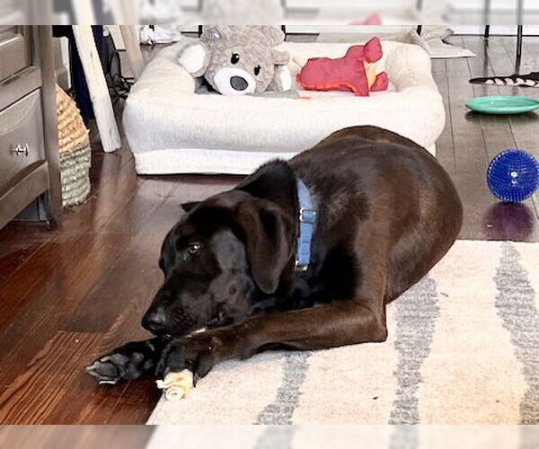 Medium Photo #9 Chocolate Labrador retriever-Labrador Retriever Mix Puppy For Sale in Houston, TX, USA