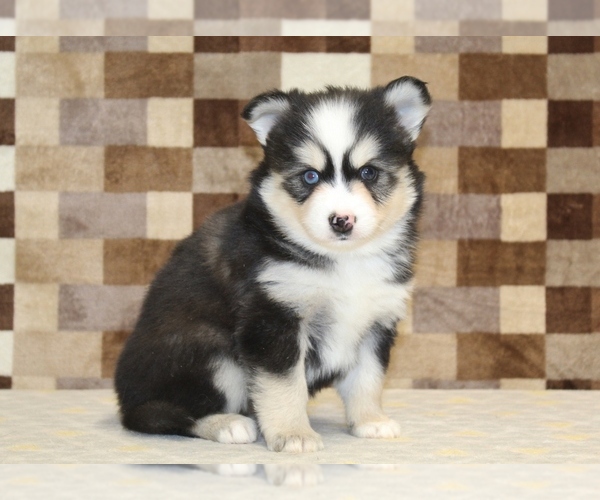 Medium Photo #4 Pomsky Puppy For Sale in DENVER, PA, USA