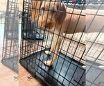 Small #3 Poodle (Standard) Mix