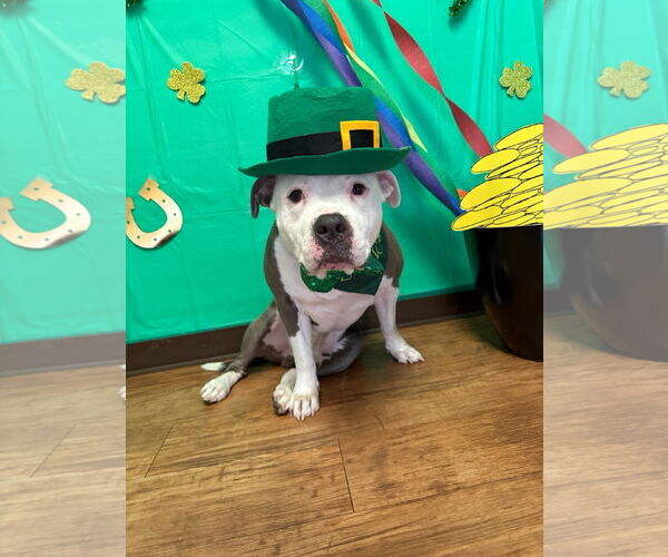 Medium Photo #4 American Pit Bull Terrier-Unknown Mix Puppy For Sale in Spring Lake, NJ, USA
