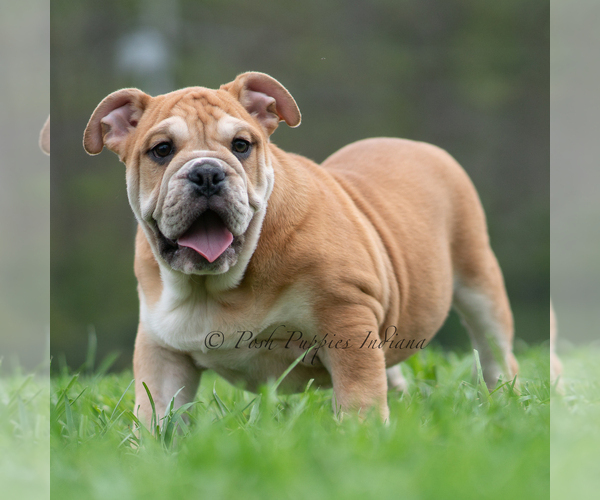 Medium Photo #12 Bulldog Puppy For Sale in WARSAW, IN, USA