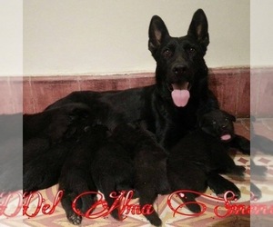 Father of the German Shepherd Dog puppies born on 10/31/2019