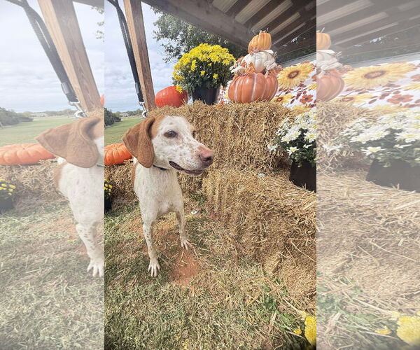 Medium Photo #3 Mutt Puppy For Sale in Rustburg, VA, USA