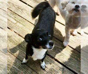 Chihuahua-Unknown Mix Dogs for adoption in Spring Lake, NC, USA