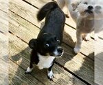 Small Chihuahua Mix