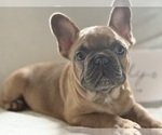 ADORABLE ARCHIE - Male French Bulldog Puppy for Sale - Small photo