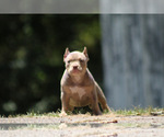 Small #6 American Bully