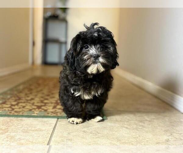 Medium Photo #3 Zuchon Puppy For Sale in TUCSON, AZ, USA