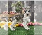 Small #4 Schnauzer (Miniature)