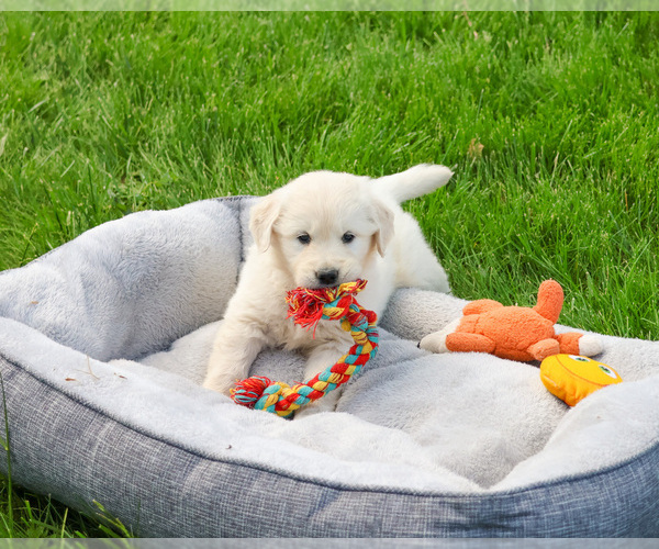Medium Photo #4 English Cream Golden Retriever Puppy For Sale in SYRACUSE, IN, USA