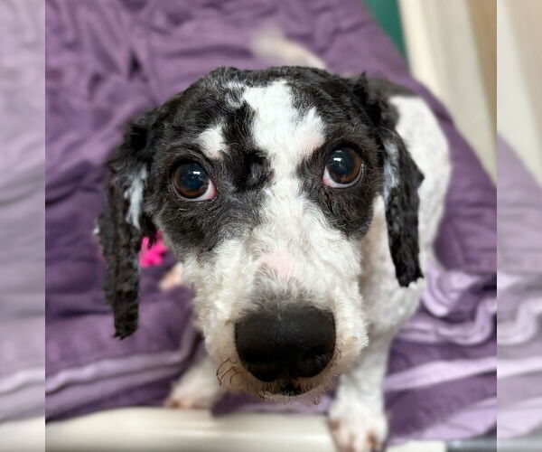 Medium Photo #1 Poodle (Miniature)-Unknown Mix Puppy For Sale in Jefferson, WI, USA