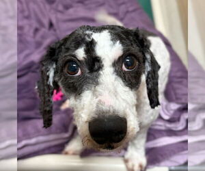 Poodle (Miniature)-Unknown Mix Dogs for adoption in Jefferson, WI, USA