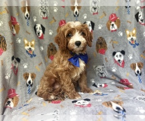 Cavapoo Puppy for sale in LAKELAND, FL, USA