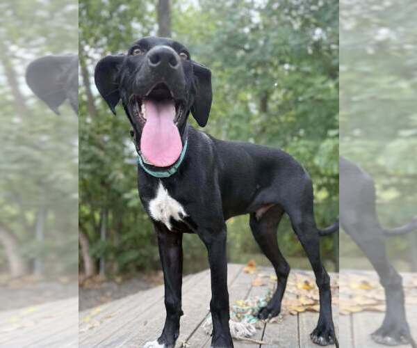 Medium Photo #4 Mutt Puppy For Sale in Elmsford, NY, USA
