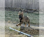Small #13 German Shepherd Dog