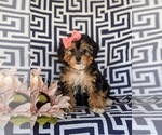Small #1 Poodle (Miniature)-Shorkie Tzu Mix