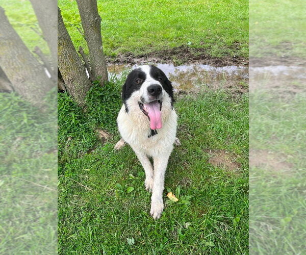 Medium Photo #2 Great Pyrenees-Unknown Mix Puppy For Sale in Osgood, IN, USA