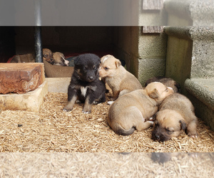 English Shepherd-Siberian Husky Mix Puppy for sale in LIBERTY, KY, USA