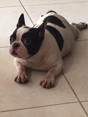 Mother of the French Bulldog puppies born on 03/02/2018