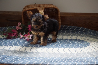 Yorkshire Terrier Puppy for sale in FREDERICKSBURG, OH, USA